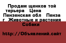 Продам щенков той-терьера › Цена ­ 8 000 - Пензенская обл., Пенза г. Животные и растения » Собаки   